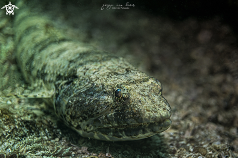 A Bluestriped Lizardfish