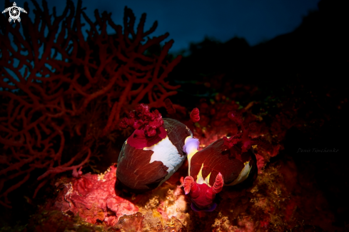 A Nembrotha chamberlaini  | NUDIBRANCH