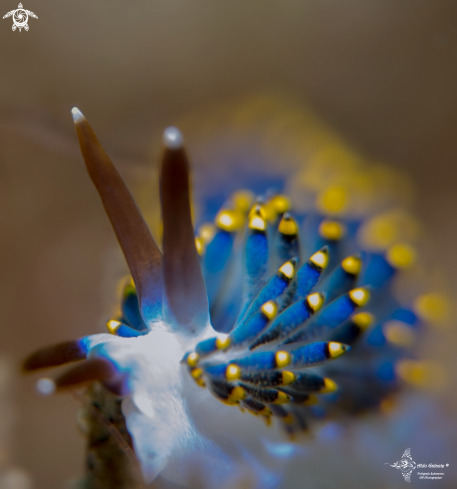 A Trinchesia sp. | Sea Slug 