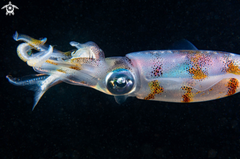 A Bigfin reef squid