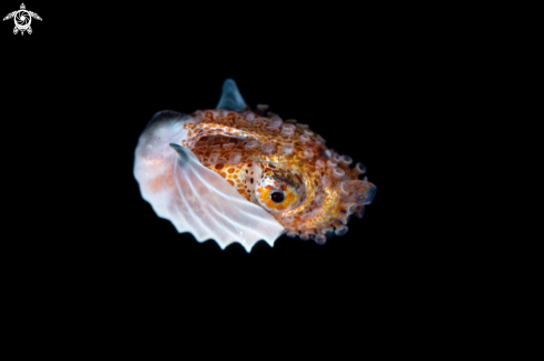 A Paper Nautilus