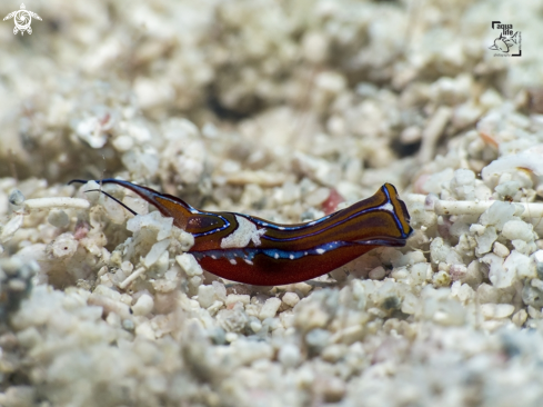 A Chelidonura hirundinina | Leech Aglaja