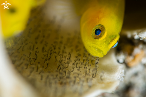 A Yellow Coral Goby 