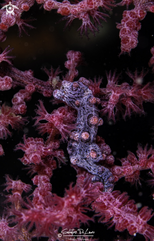 A Pygmy seahorse