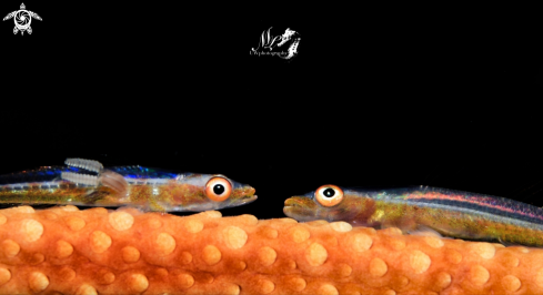 A Bryaninops | Sea whip goby