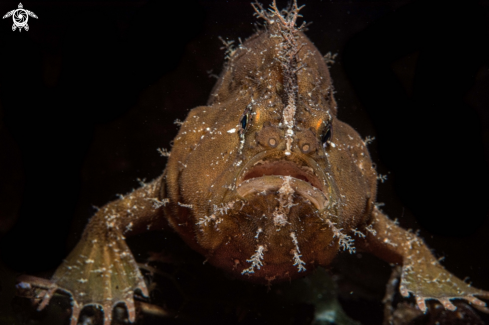 A Ocelated frogfish 