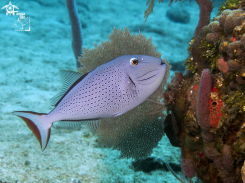 A Sargassum triggerfish