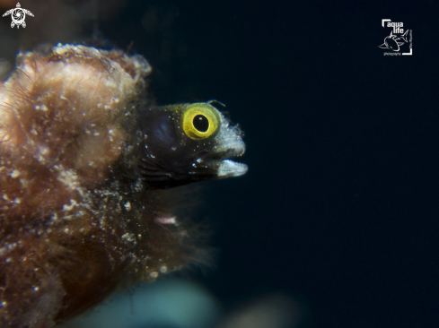 A Spinyhead Blenny