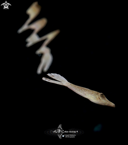 A Juvenil Filefish 