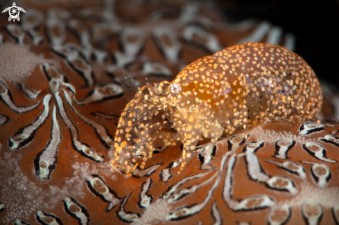 A Ascidian Shrimp (Periclimenaeus sp.)