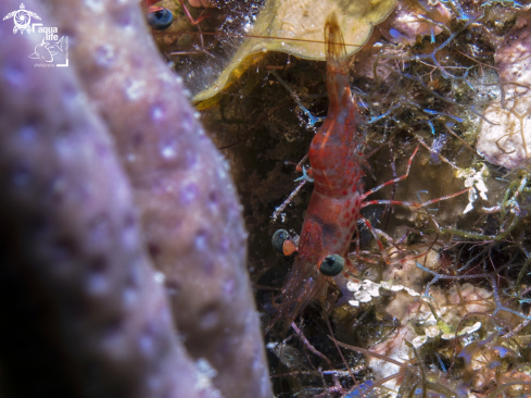 A Red Night Shrimp