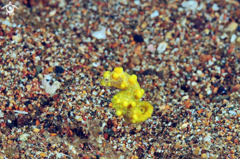 A pygmy sea horse