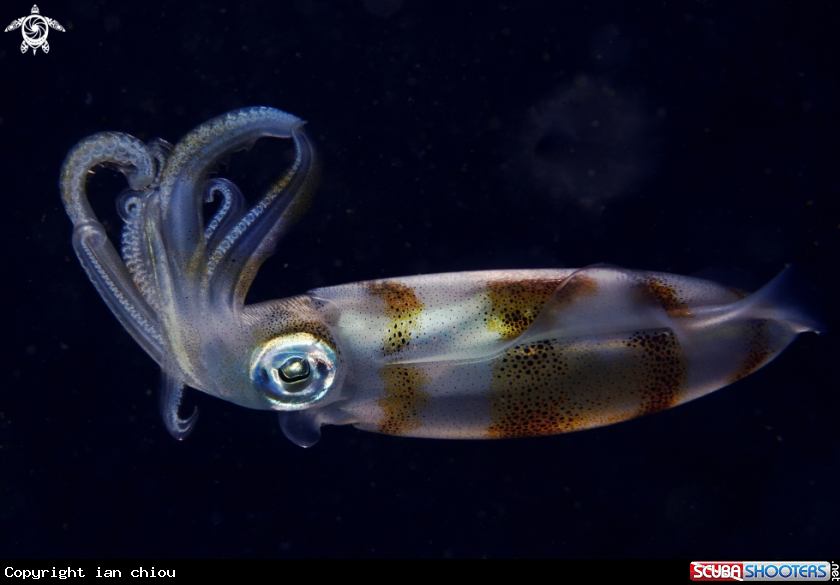 A Bigfin reef squid 