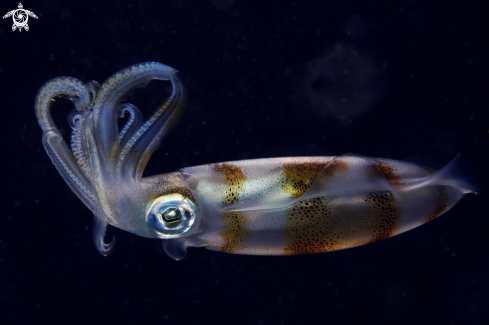 A Bigfin reef squid 