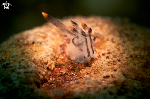 A NUDIBRANCH