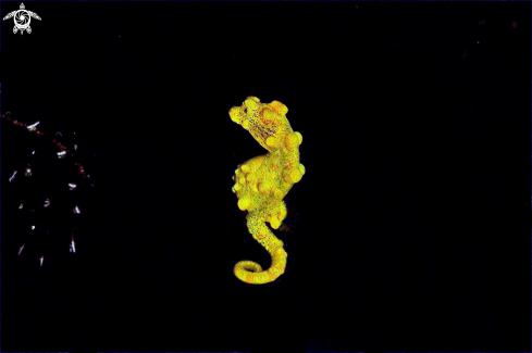 A pygmy sea horse