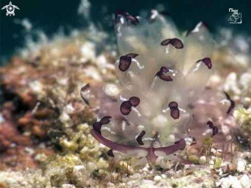 A Cyerce cristallina | Harlequin Glass Slug