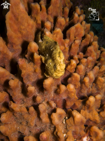 A Antennarius multiocellatus | Longlure Frogfish