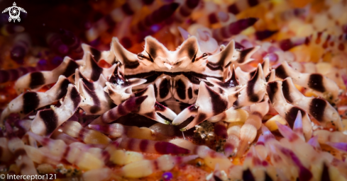 A Zebrida Adamsii | Zebra Crab