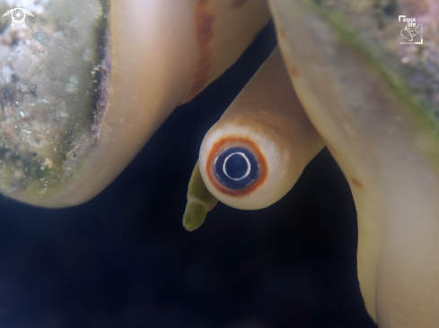 A Lobatus costatus | Milk Conch