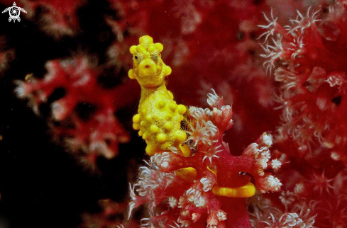 A pygmy sea horse