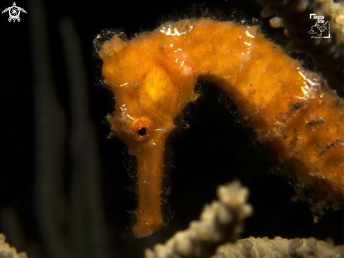 A Longsnout Seahorse