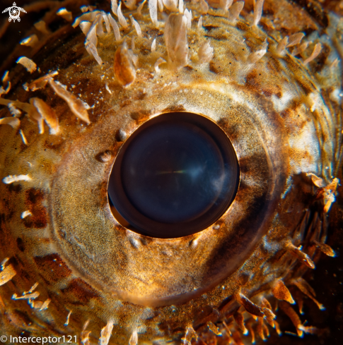 A Scorpionfish