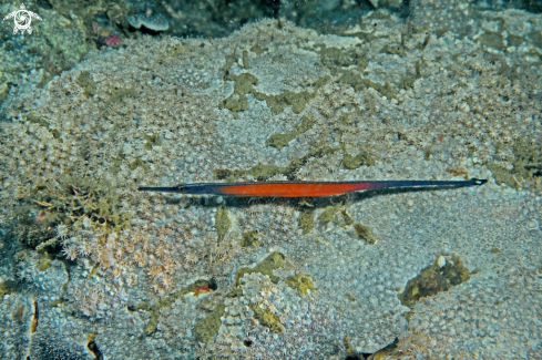 A pipe fish