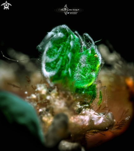 A Phycocaris sp. | Green Hairy Shrimp