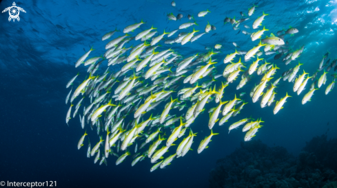 A Goat Fish School