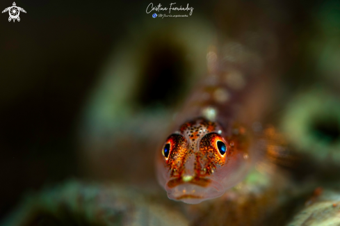 A Pleurosicya mossambica | Goby