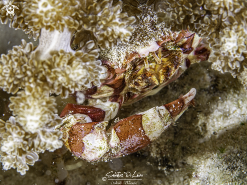 A Lissocarcinus laevis | Harlequin swimming crab