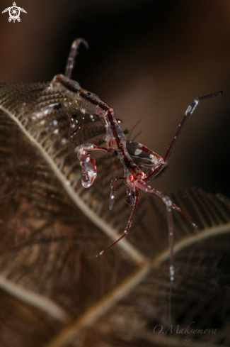 A Red-Strip Skeleton shrimp  (Protella similis) 