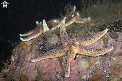 A Sea star