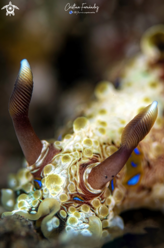 A Dendrodoris krusensternii | Nudibranch