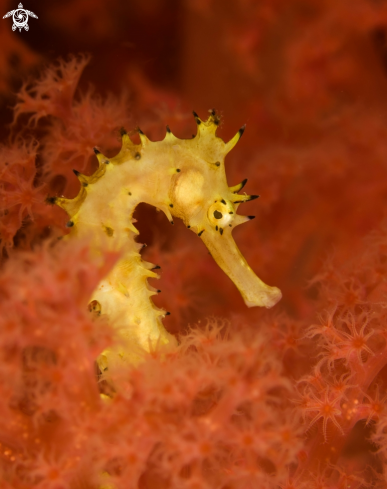 A Seahorse 