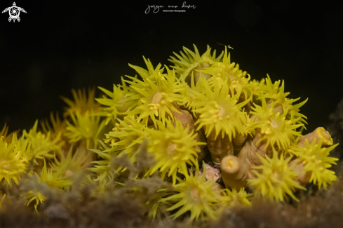 A Tubastrea coccinea | Orange Cup Corals
