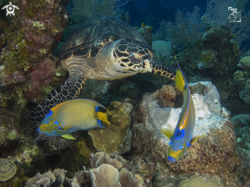 A Eretmochelys imbricata and Holacanthus ciliaris | Hawsbill Turtle and a pair of Queen Angelfish