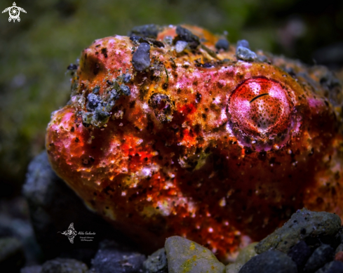 A Brachysomophis henshawi (Jordan & Snyder, 1904) | Reptilian Snake Eel