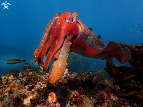 A Australian giant cuttlefish