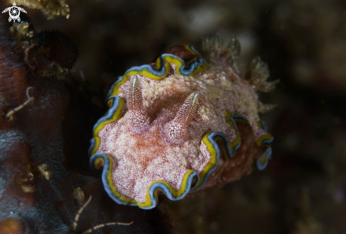 A Nudibranch