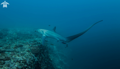 A thresher shark