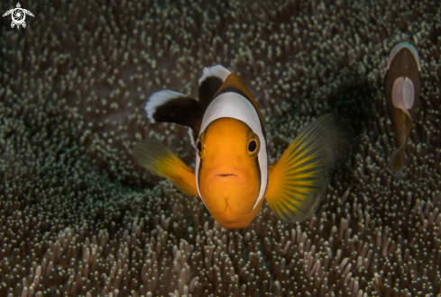 A Clownfish