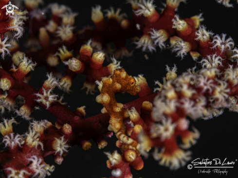 A Denise's pygmy seahorse