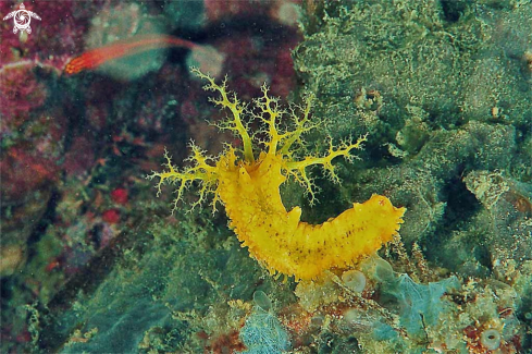 A juvenile sea cucamber
