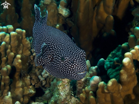 A Arothron meleagris | Arothron Puffer