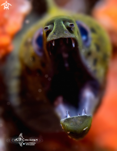 A Dark - Spotted Moray Eel