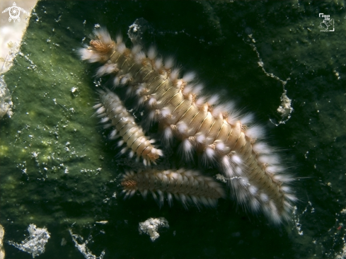 A Bearded Fireworm