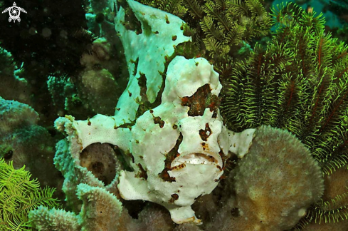 A frogfish