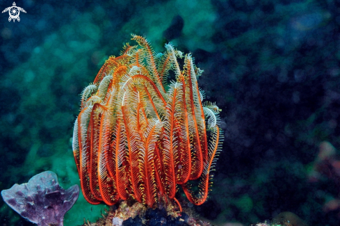 A feather star